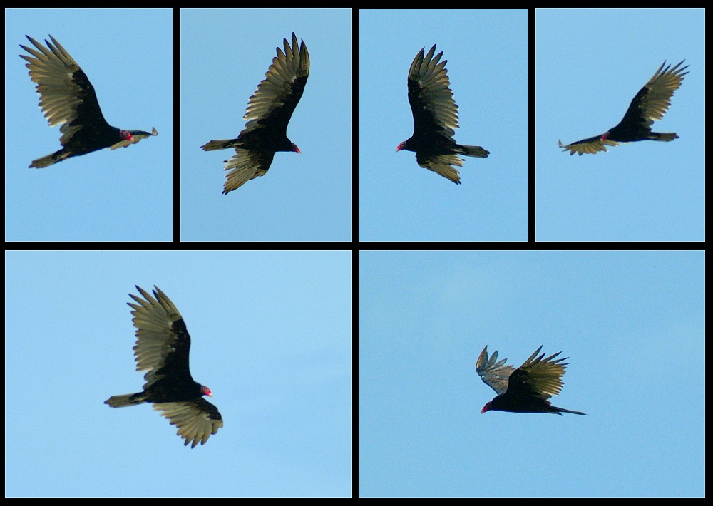 (11) montage (turkey vulture).jpg   (1000x710)   198 Kb                                    Click to display next picture